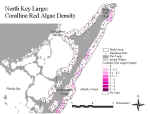 klcoralredn.jpg (68289 bytes)