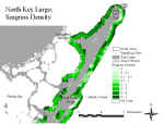 klseagrassn.jpg (69830 bytes)