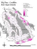bpcoralred.jpg (77225 bytes)