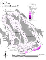 bpoctocoral.jpg (74469 bytes)