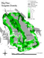 bpseagrass.jpg (88466 bytes)