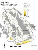 bpstonycoral.jpg (75122 bytes)